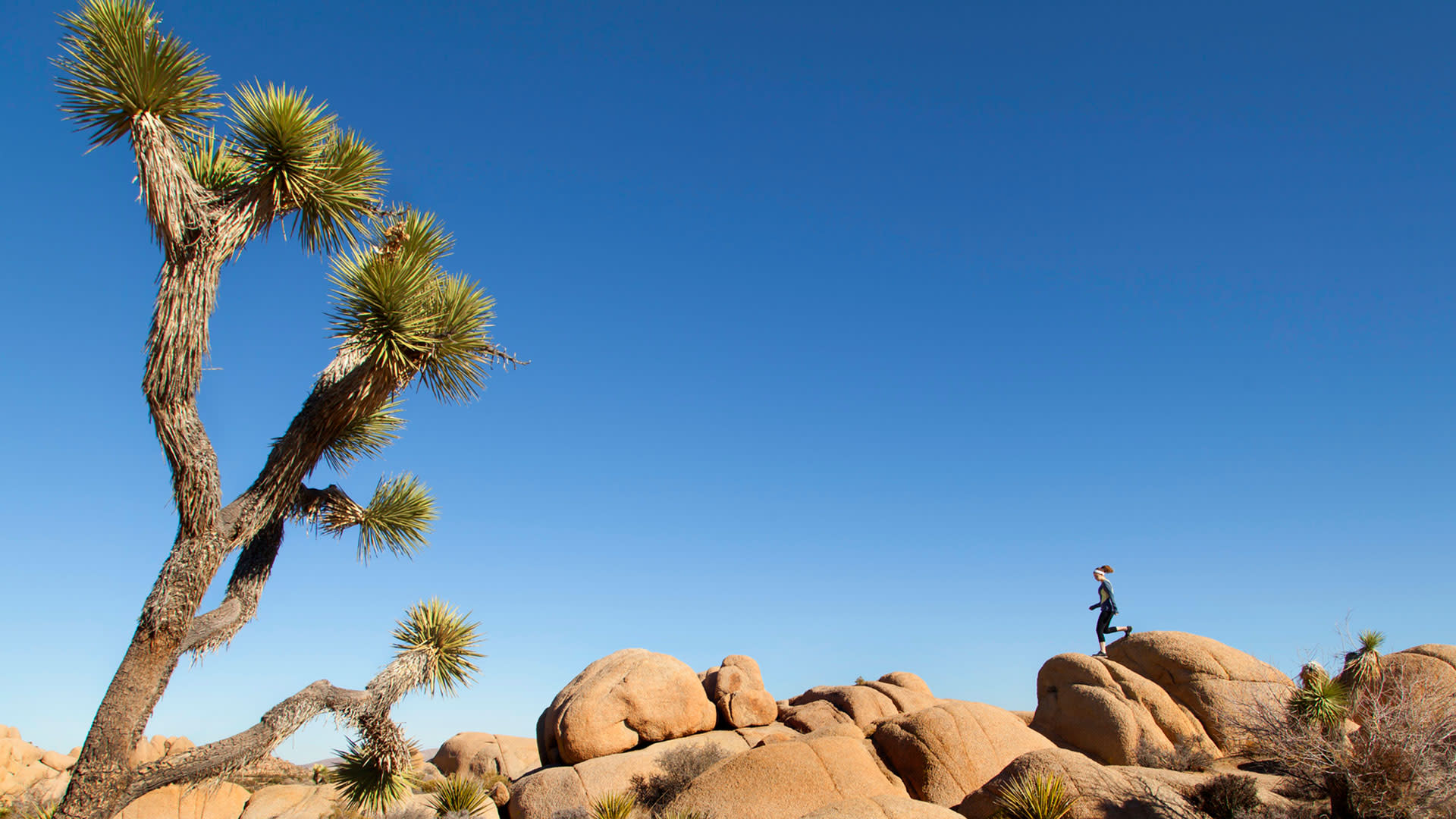 health and wellness in joshua tree national park