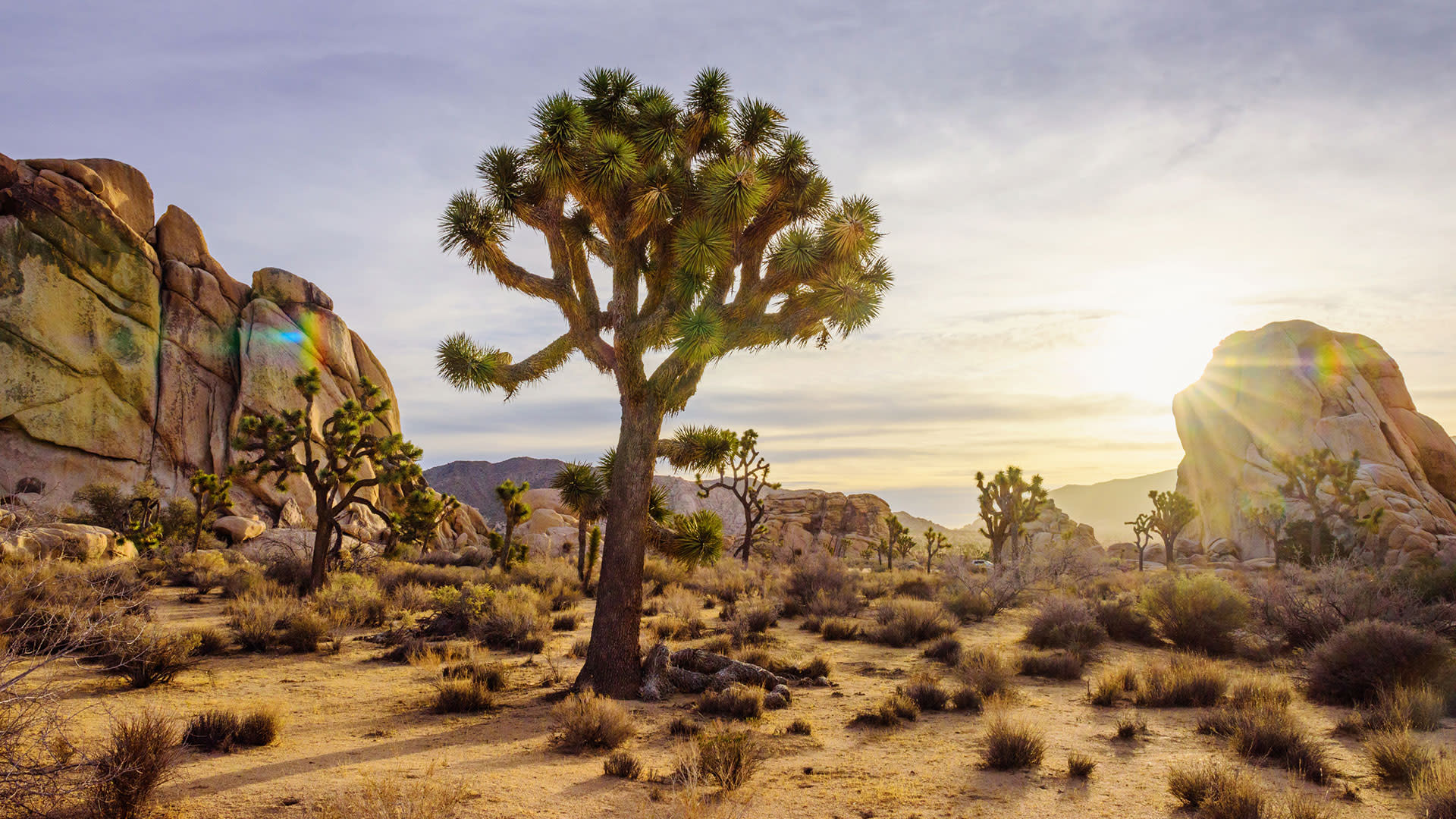 joshua tree