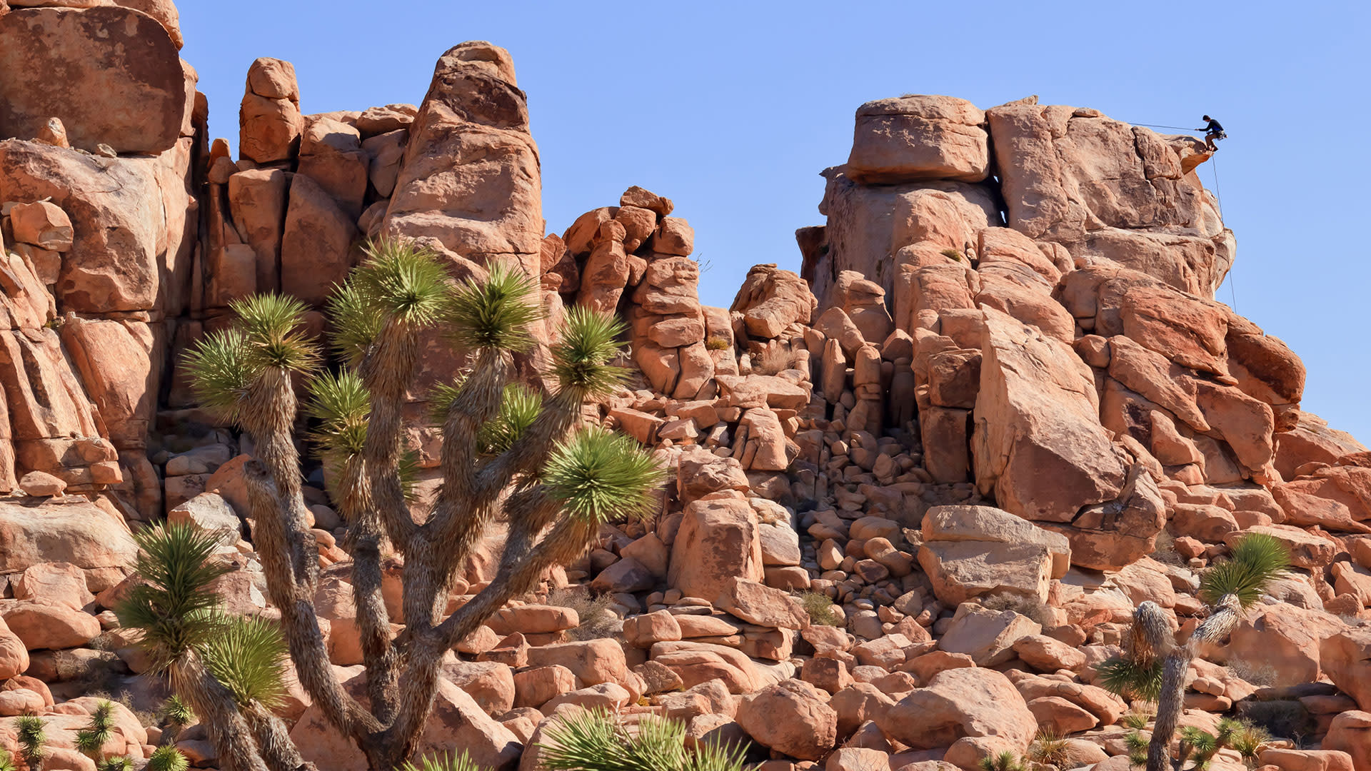 Face your fear of heights as you rock climb in Joshua Tree National Park