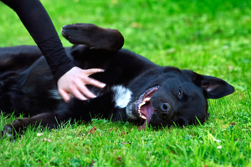 Happy Pup