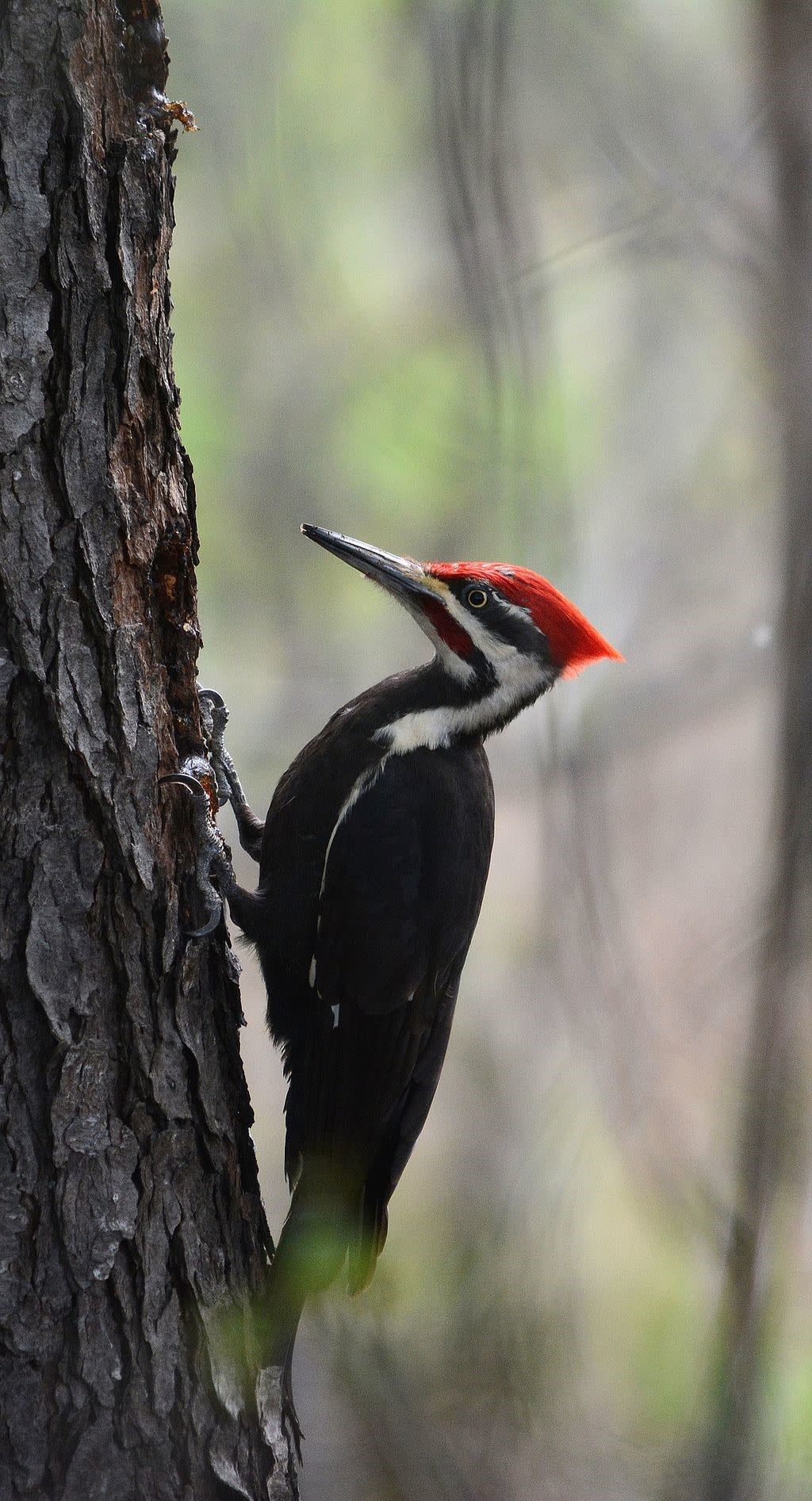 Blog - Pileated Woodpecker