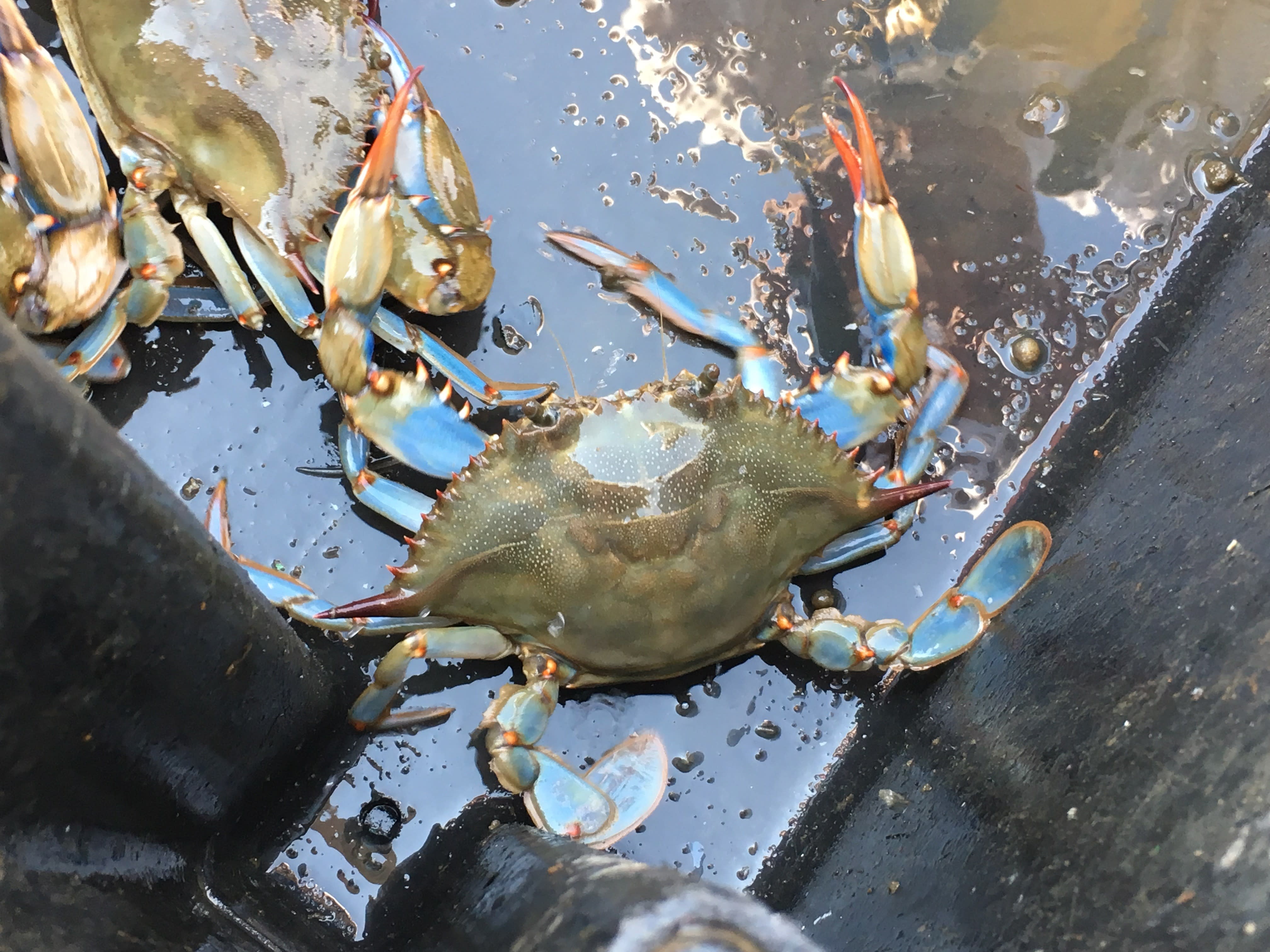 Blog - Crabs - Wickers Crabpot