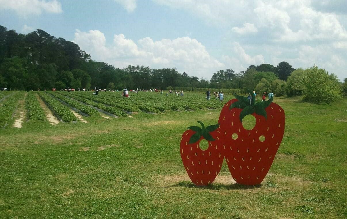Strawberry Farms