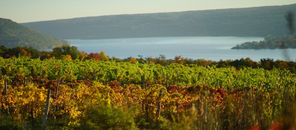 Vineyard and lake view from Dr. Frank