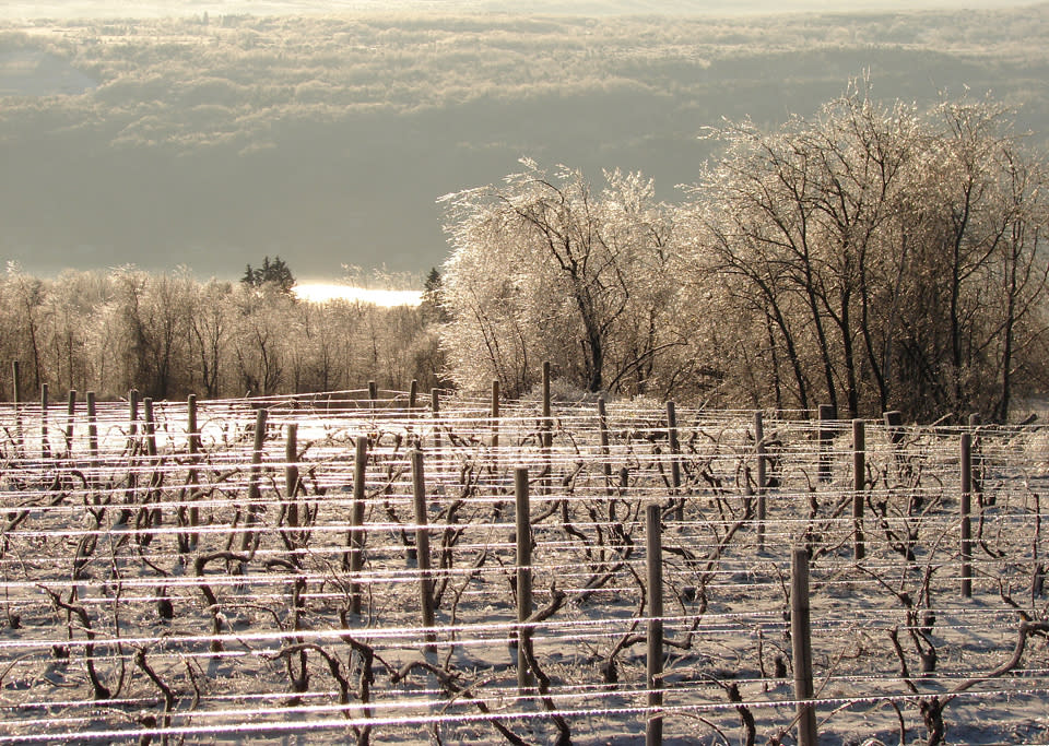 Winter Vineyard and Lake View courtesy of Jake Cornelius