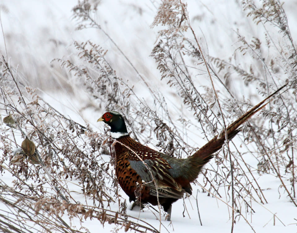 Winter Pheasant courtesy of Bob Magee