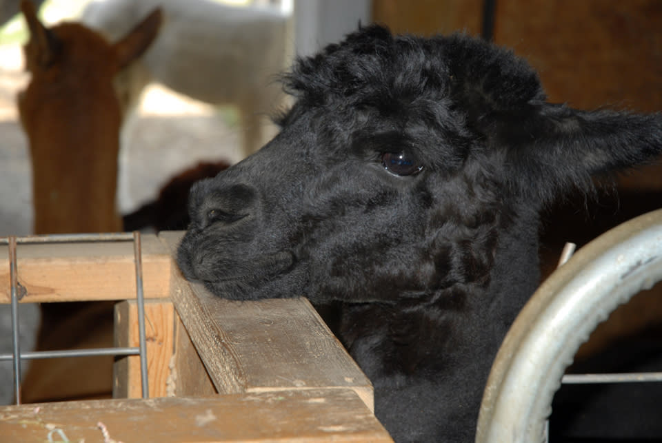 Heavenly Sunset Farm Alpaca