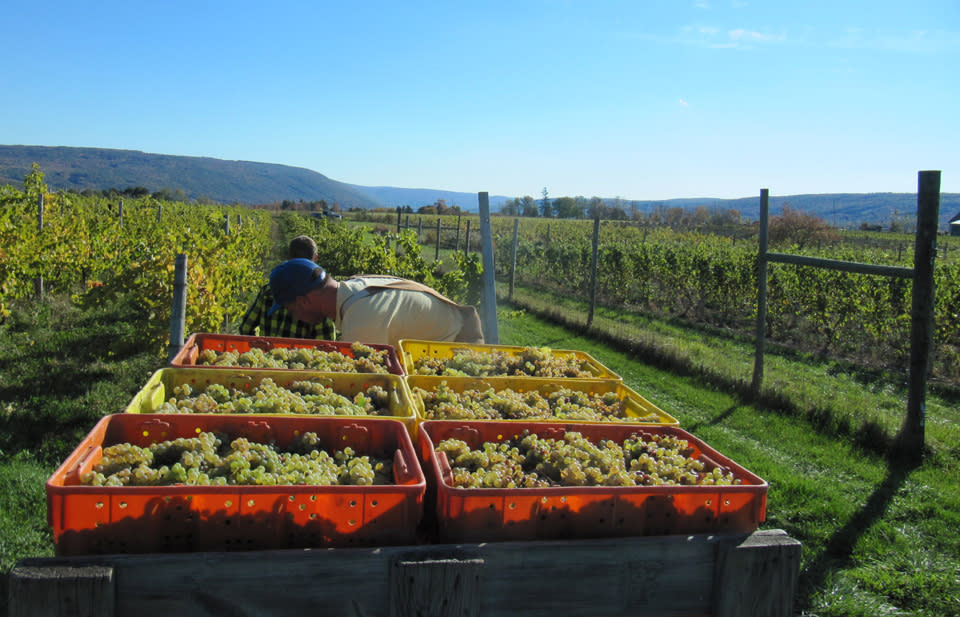 Heron Hill Winery Harvest