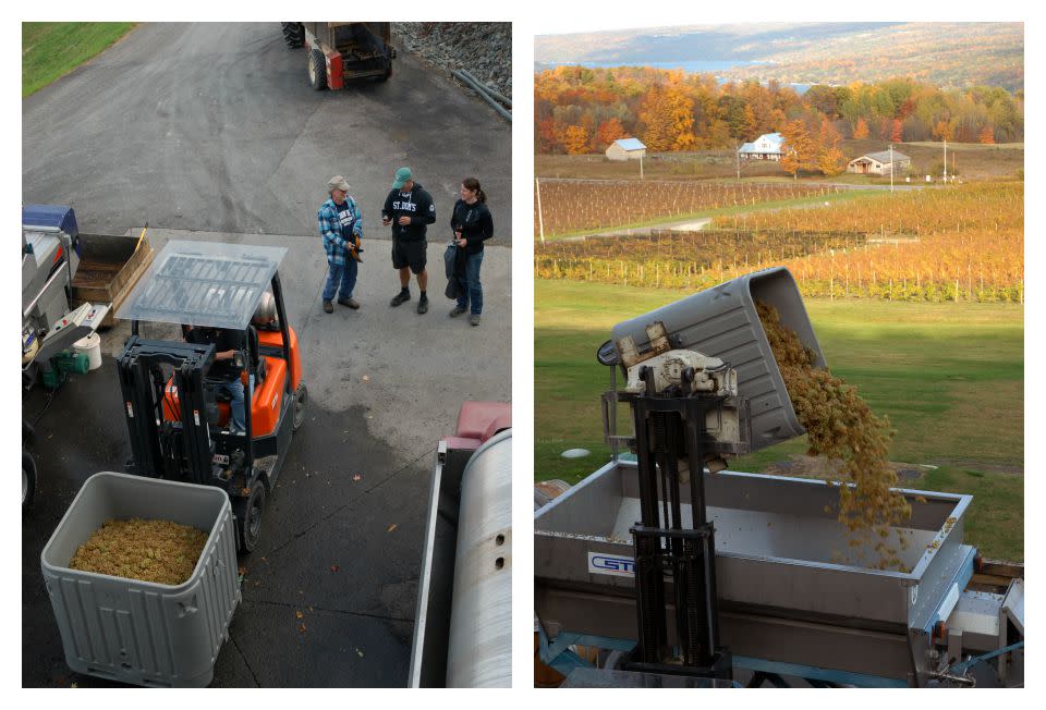 Heron Hill 2014 Sweepstakes Winners on Press Pad After Harvest