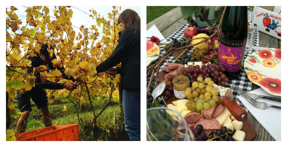 Heron Hill Hands-On Harvest Winners from 2014 courtesy Heron Hill Winery
