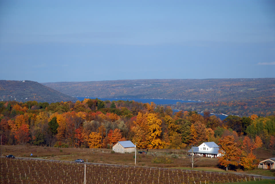 View from Heron Hill During 2014 Harvest