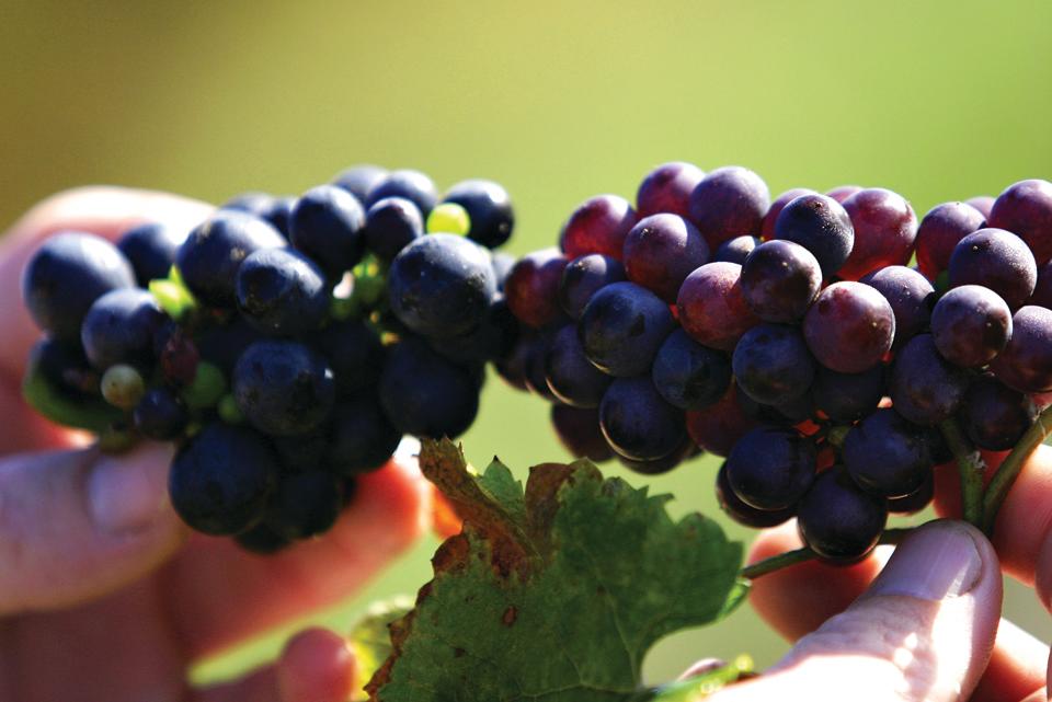 Grape Close Up courtesy of Dr. Frank's