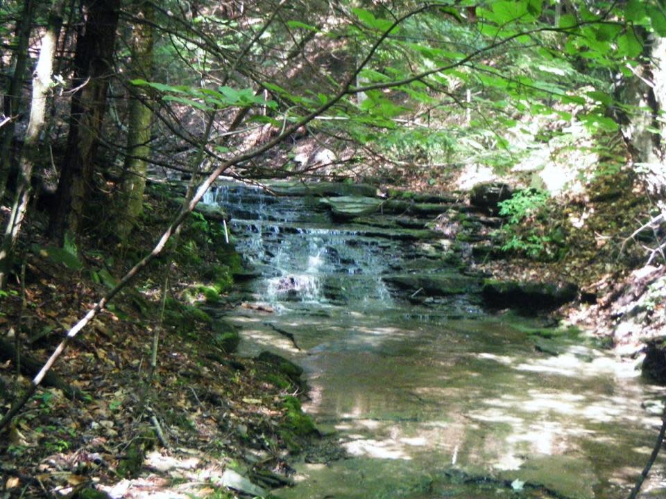 Creek on Finger Lakes Trail courtesy of The Botanical Hiker