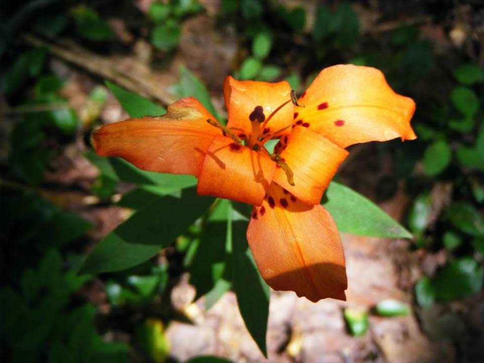 Wood Lily On Finger Lakes Trail courtesy of The Botanical Hiker