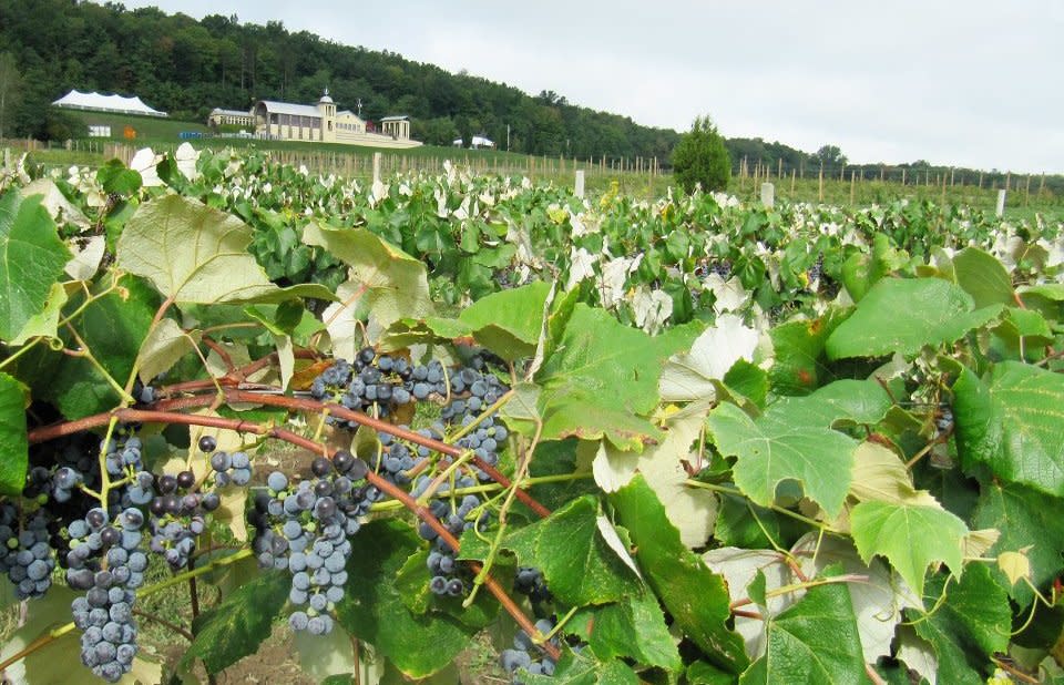 Grapes at Harvest - photo courtesy of Heron Hill Winery