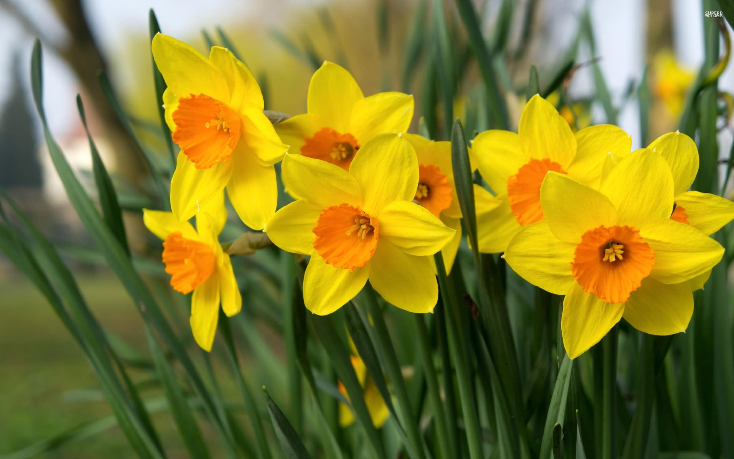 daffodils-40029-2560x1600