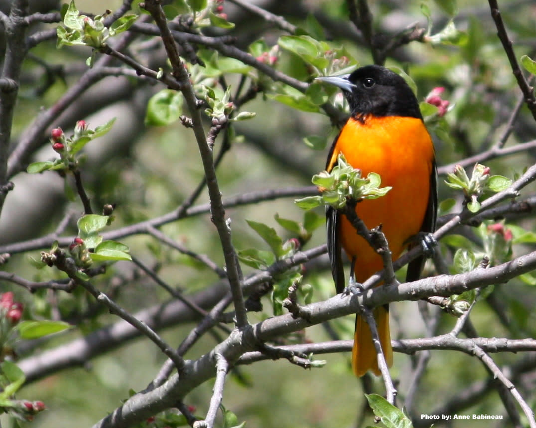 South Kingstown- Anne Babineau - o-o-oriole