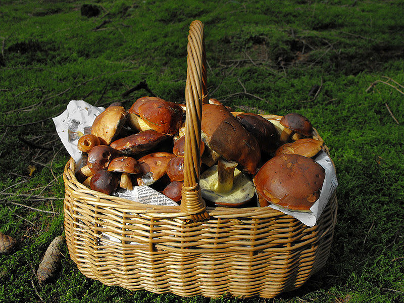 800px-Boletus_badius_5052175998_df099ccc79_b_cropped