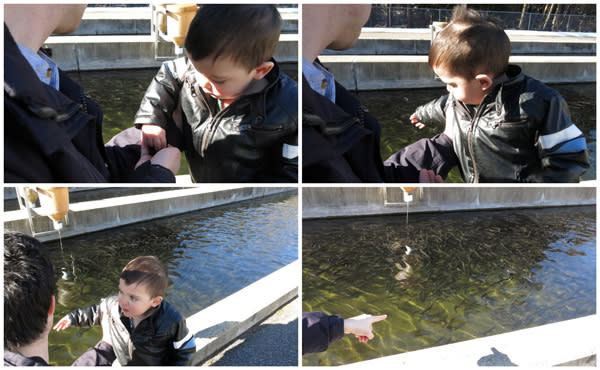 Feeding the fish at the NYS Fish Hatchery Feeding the fish at the NYS Fish Hatchery