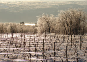 Winter in Wine Country Winter in Wine Country