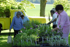 Halcyon Herb Festival Halcyon Herb Festival