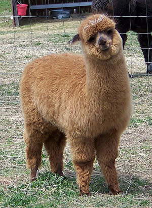Alpacas Alpacas