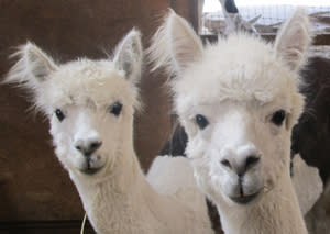 Alpacas Alpacas