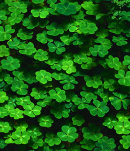 Shamrocks