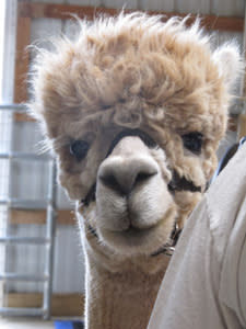 Alpaca
