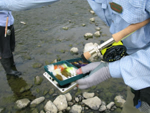 Fly fishing Chemung River