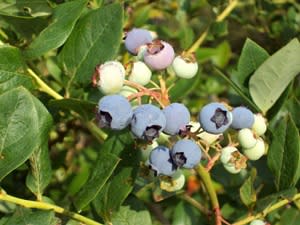 Parkland Berry Farm