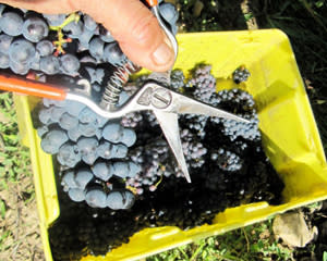 Heron Hill Grape Picking