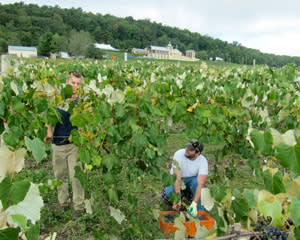 Heron Hill Grape Picking