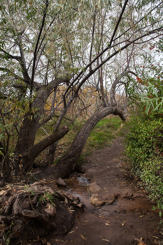 Russian olive tree where the trail crosses a stream