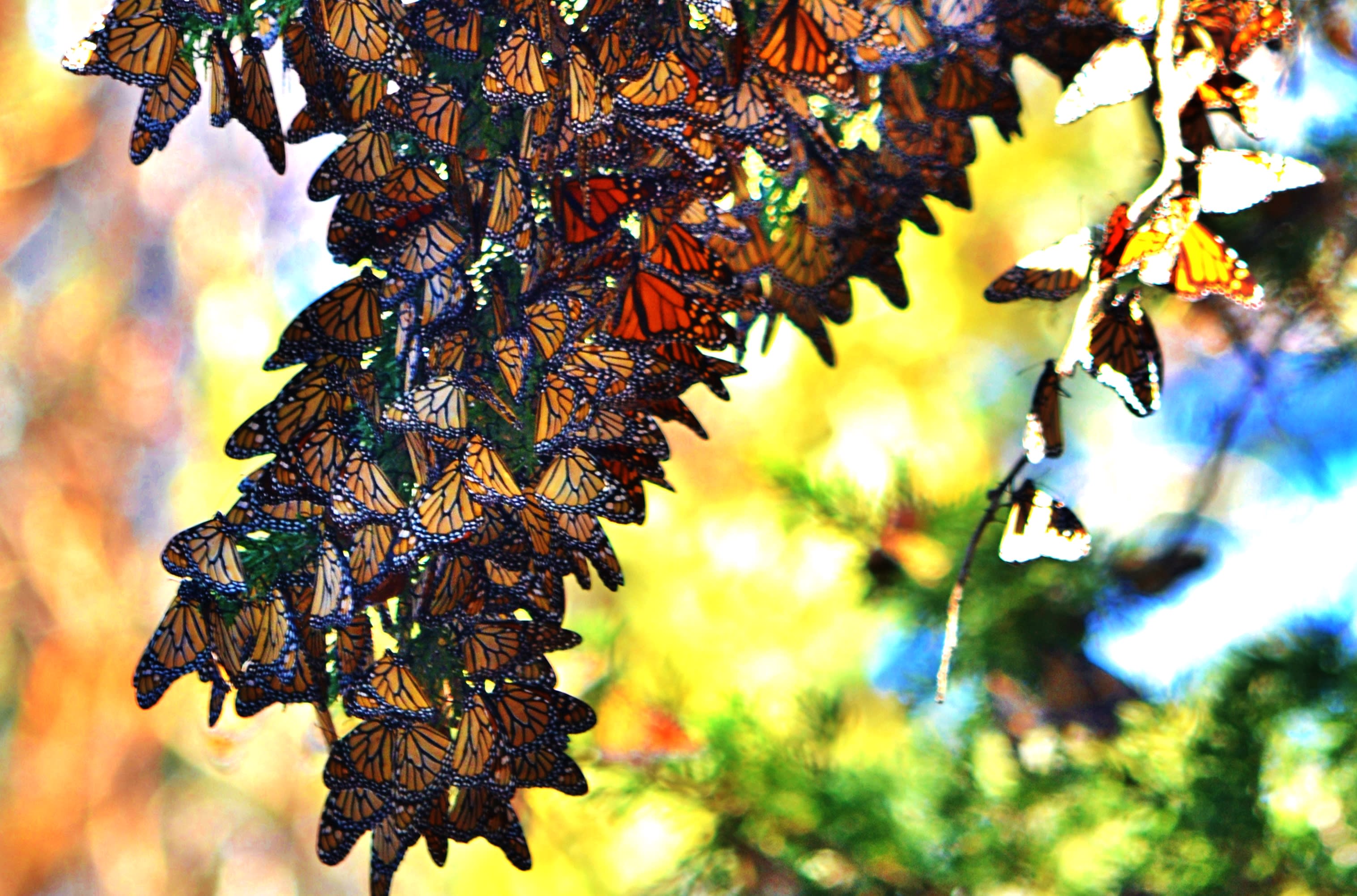 monarch-butterfly-grove