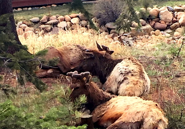 Estes Park Elk