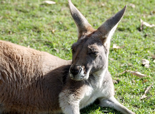 Kangaroo