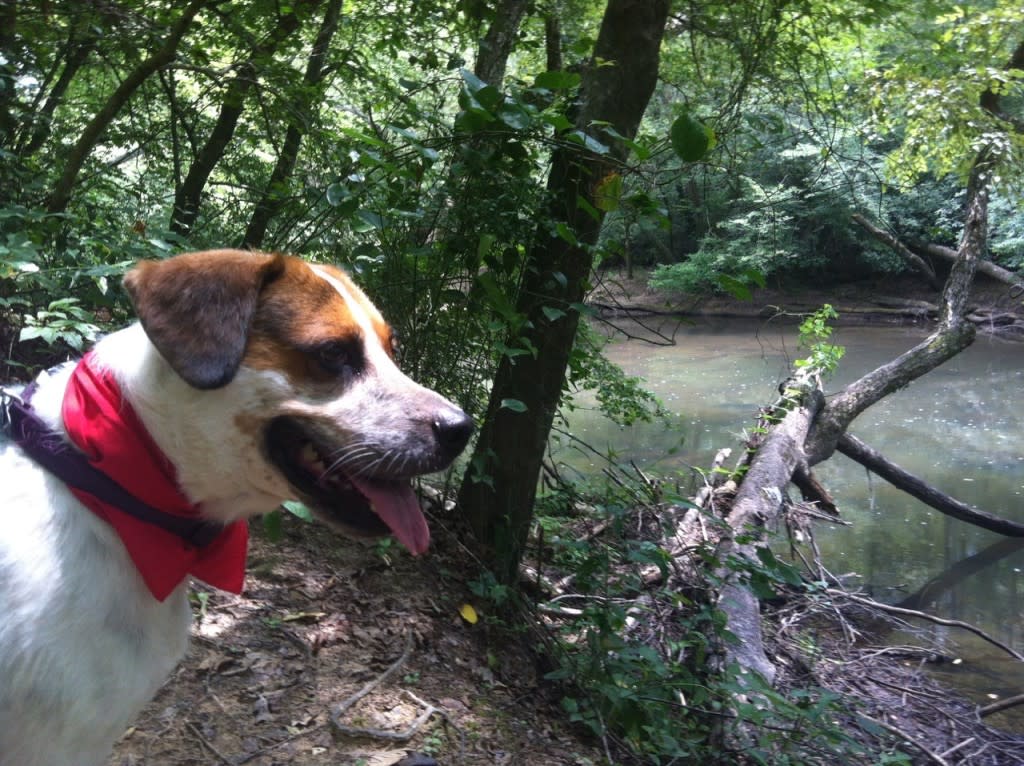 Dog Hiking