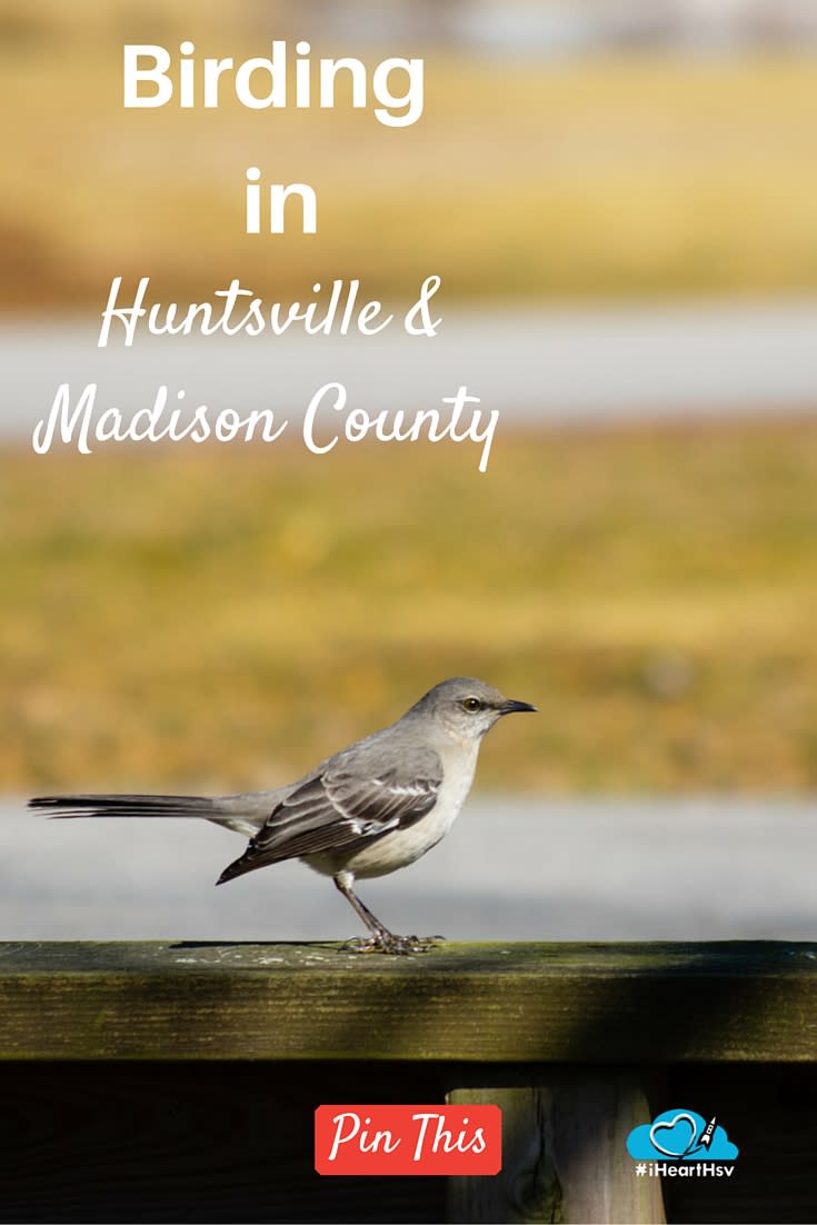 Birding in Huntsville & Madison County