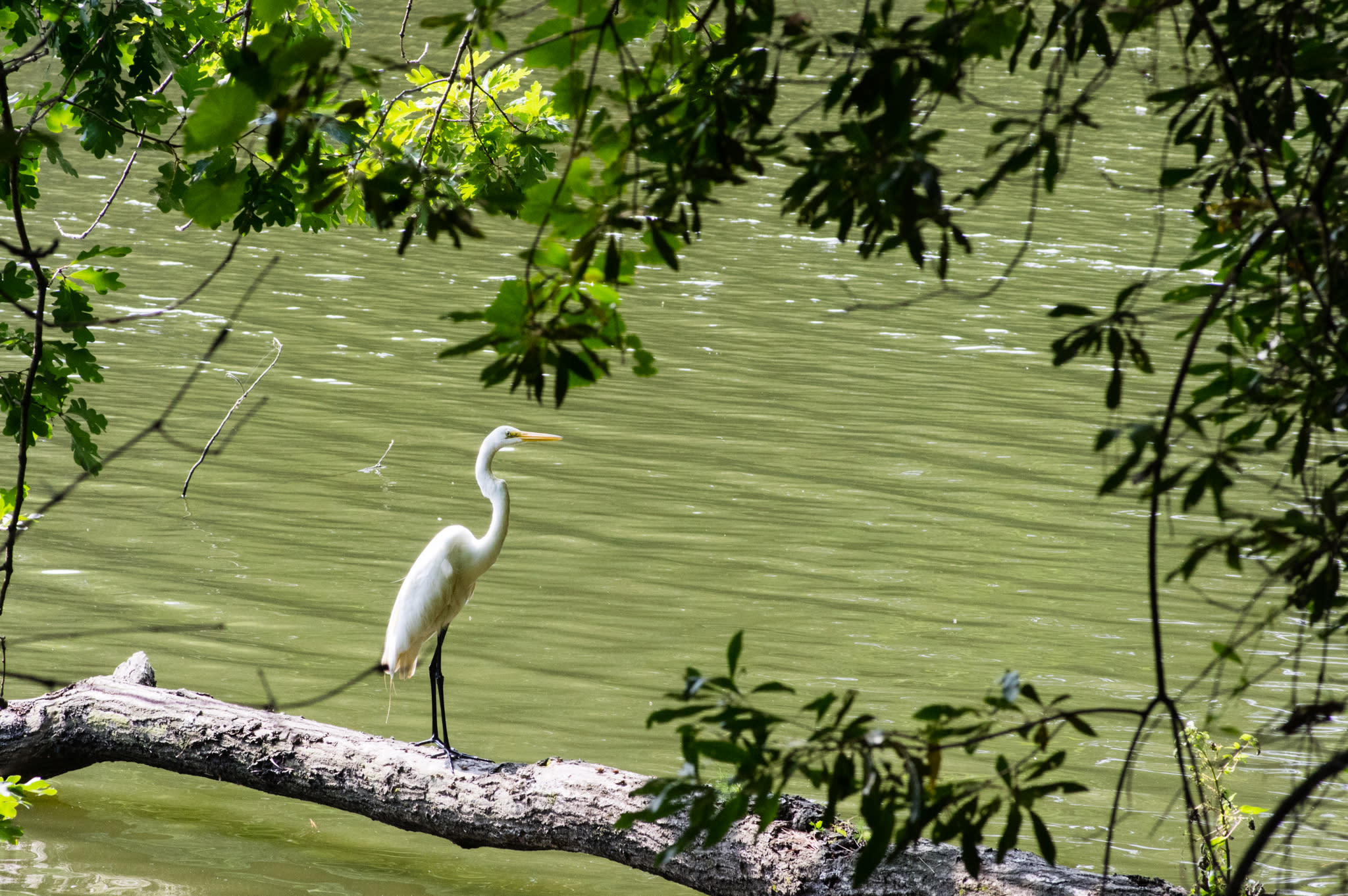 Birding in Huntsville & Madison County