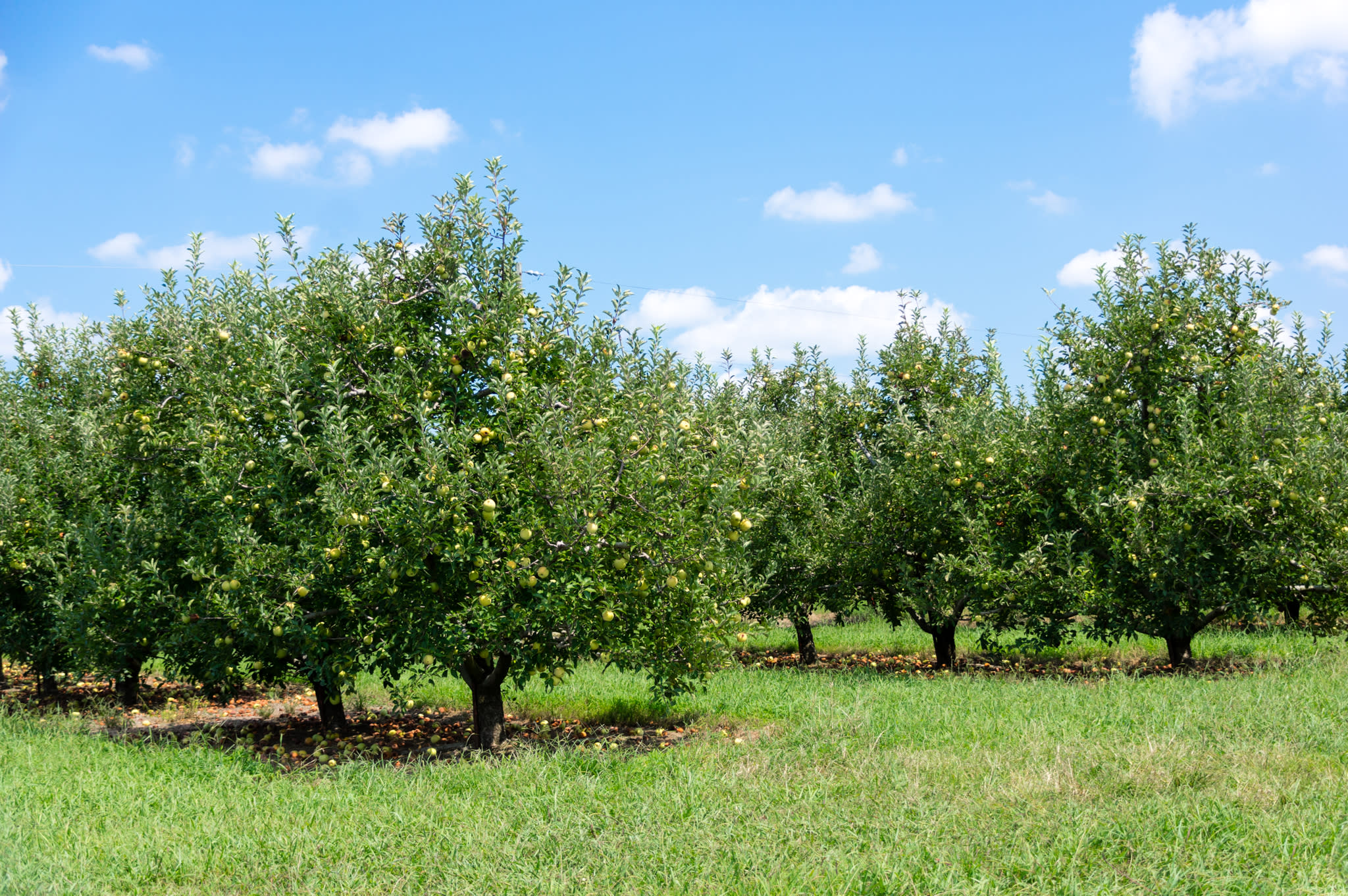 This is a photo of Scott's Orchard apple trees.