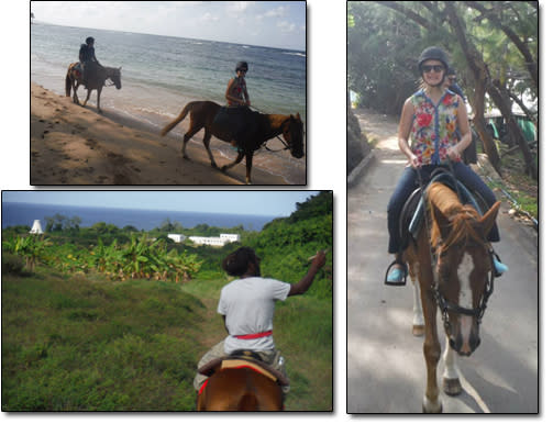 Barbados Horse