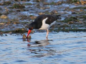 oystercatcher