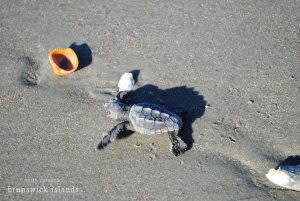 sea-turtles-3-debra-allen