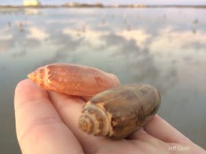 Olive Shell