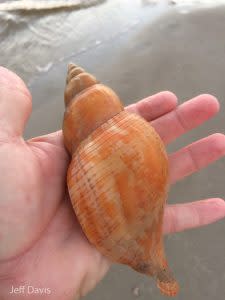 True Tulip Seashell