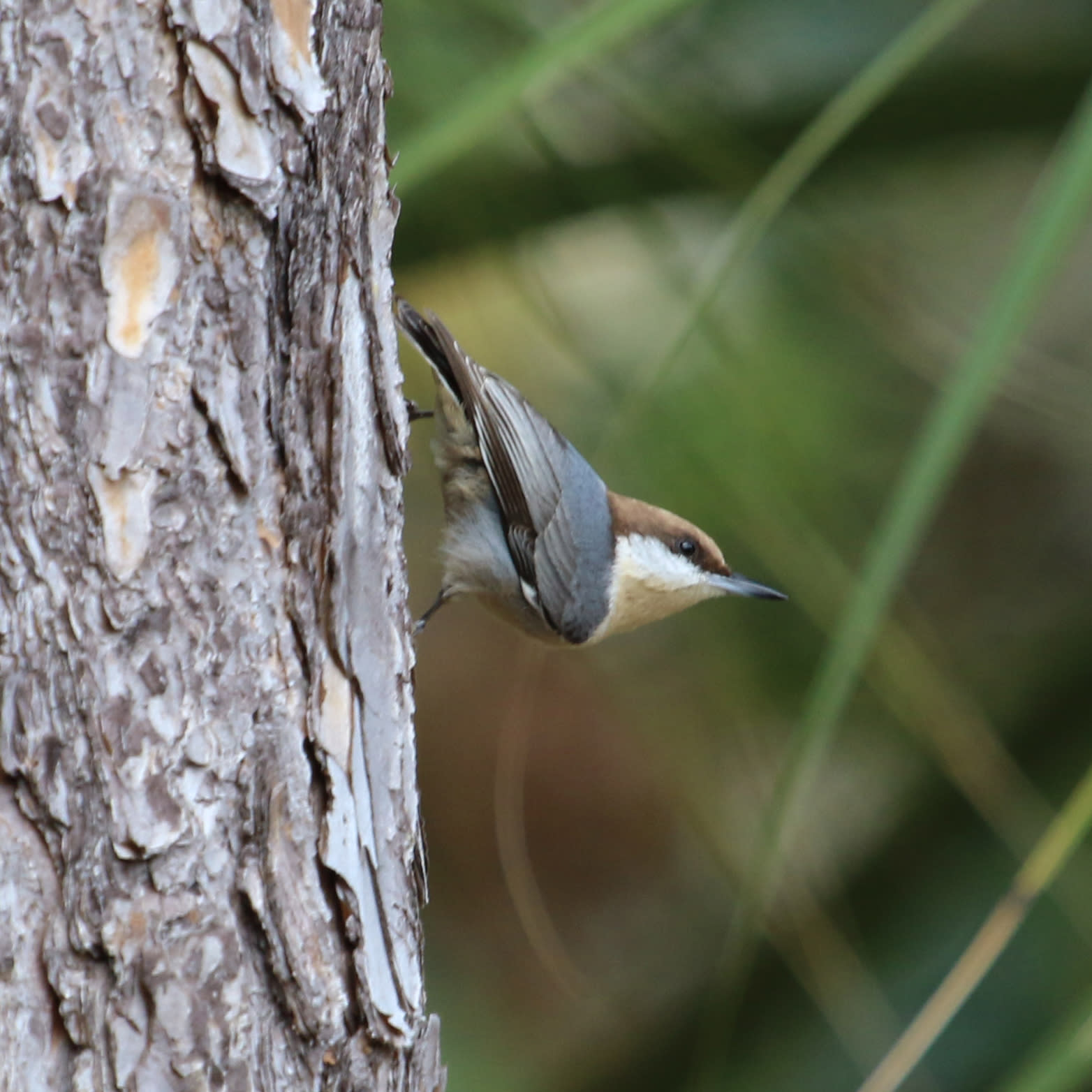 Brown headed nuthatch