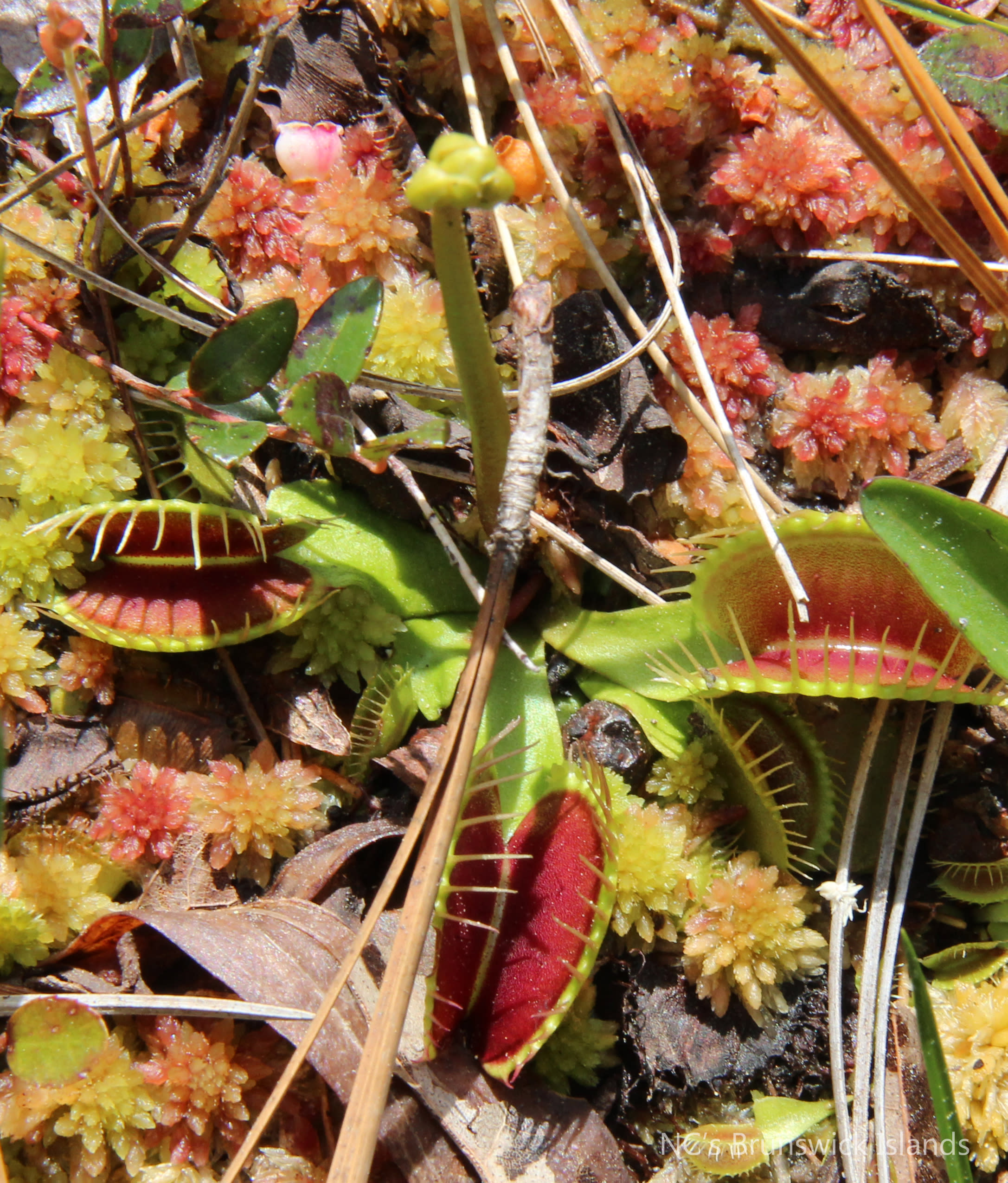 Venus Flytrap Green Swamp Nature Preserve