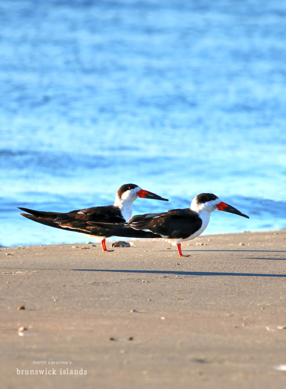Black Skimmers - birding