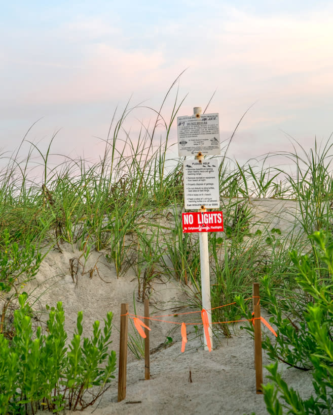 sea turtle nest